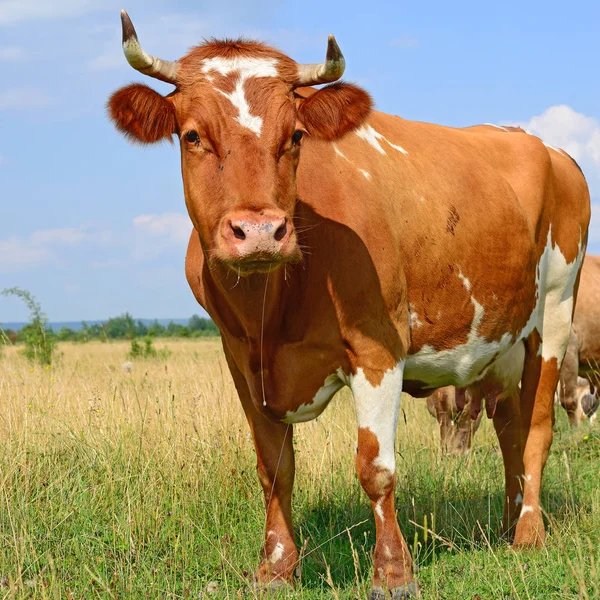 Cute Red White Cow Green Meadow — Fotografia de Stock