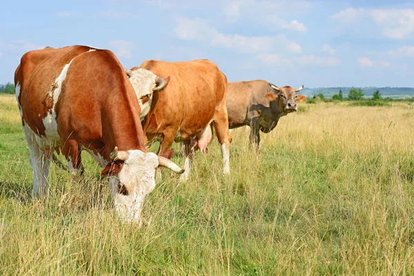 Tehenek Nyári Legelőn — Stock Fotó