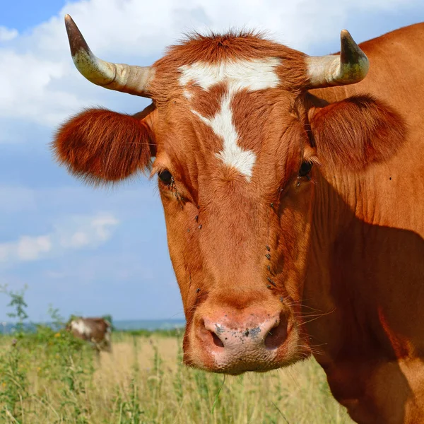 Close Cute Red White Cow Meadow — Stock Photo, Image