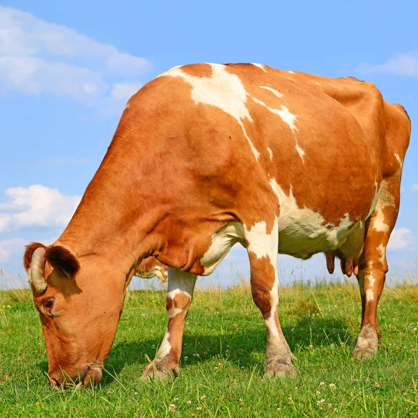 Cute Red White Cow Green Meadow — Stockfoto