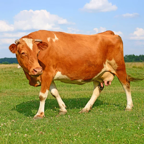 Cute Red White Cow Green Meadow — Stok fotoğraf