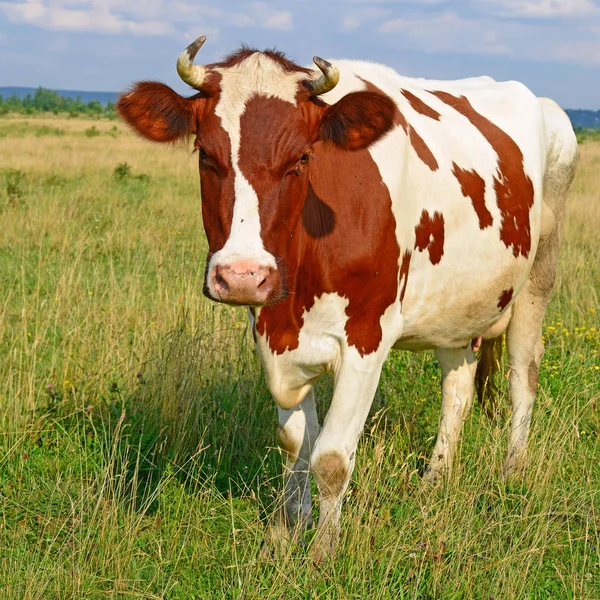 Cute Red White Cow Meadow — Stock Photo, Image