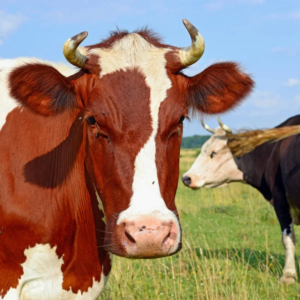 Vacas Pasto Verano Día Soleado — Foto de Stock