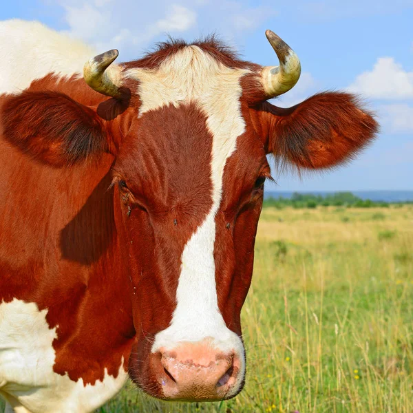 在草地上养了一头可爱的红白相间的奶牛 — 图库照片