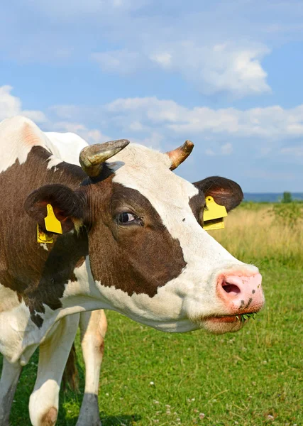 Nahaufnahme Einer Schönen Braunen Und Weißen Kuh Auf Der Weide — Stockfoto