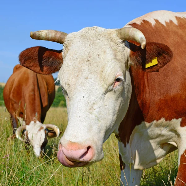 Las Vacas Pasto Verano —  Fotos de Stock