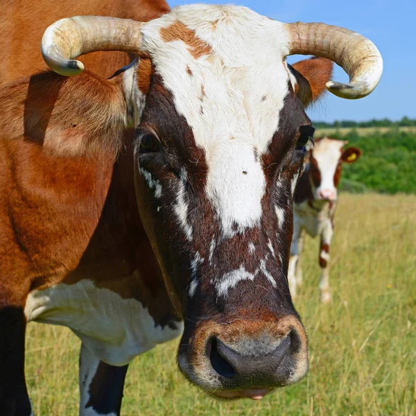 Koeien Een Zomerweide Een Zonnige Dag — Stockfoto