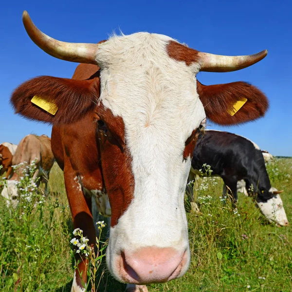 Vacas Pasto Verão Dia Ensolarado — Fotografia de Stock