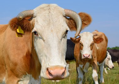 cows on a summer pasture in a sunny day