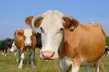 cows on a summer pasture in a sunny day