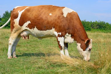 Yaz otlağında inek