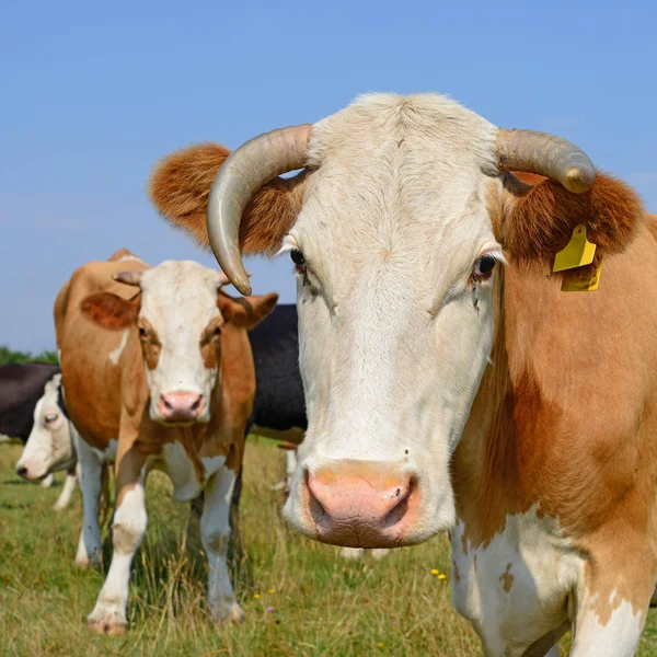 Krávy Letní Pastvině Slunečného Dne — Stock fotografie