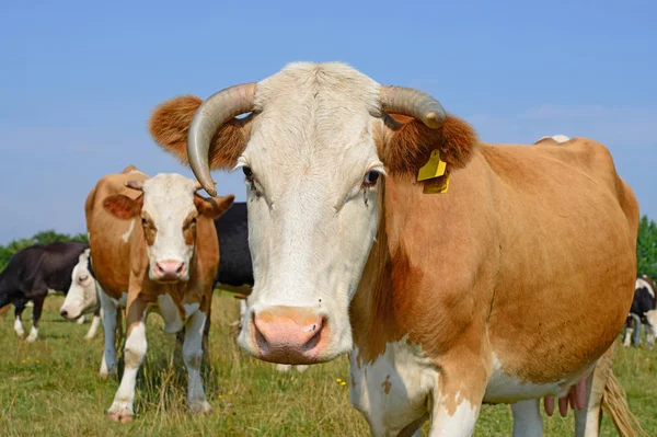 Vacas Pasto Verano Día Soleado —  Fotos de Stock