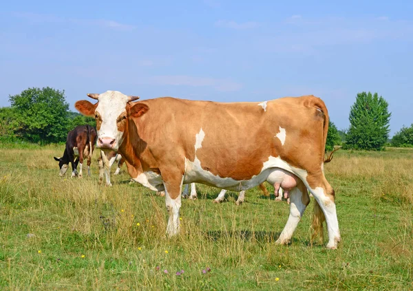 Cows Summer Pasture Sunny Day — Stockfoto