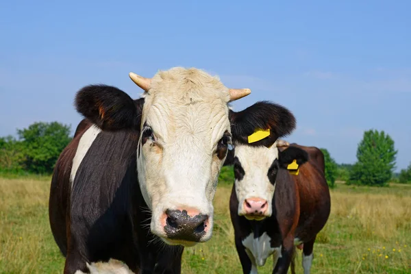 Cows Summer Pasture Sunny Day — Foto Stock