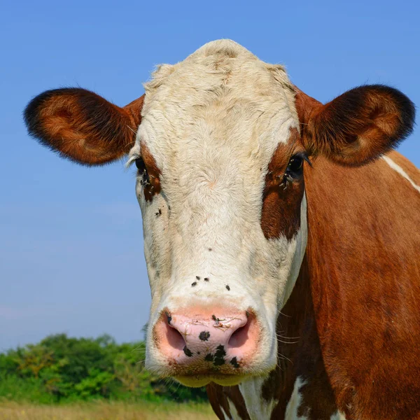 Cow Summer Pasture — Stock Photo, Image