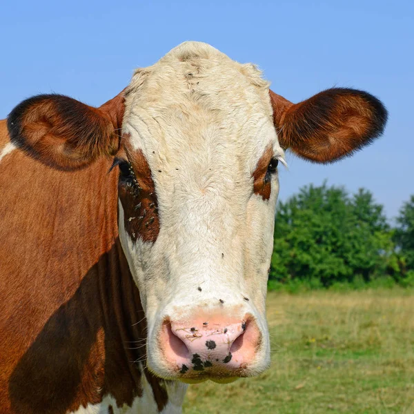 Cow Summer Pasture — Stock Photo, Image