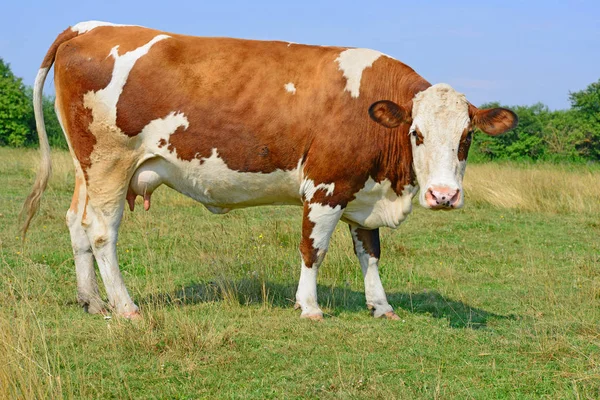 Vache Dans Pâturage Été — Photo