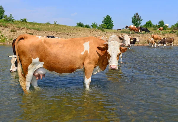 Cows Watering River Summer — Stock Photo, Image