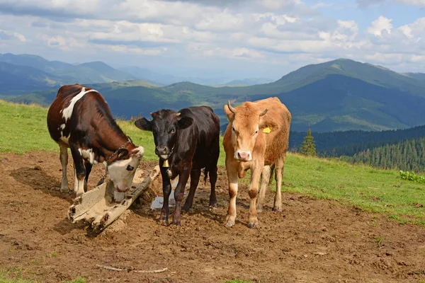 Корови Пасовищі Горах — стокове фото