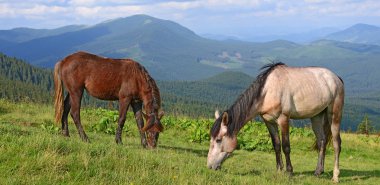 Yaz Dağı mera üzerinde atlar