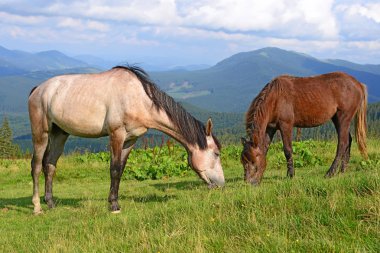 Yaz Dağı mera üzerinde atlar