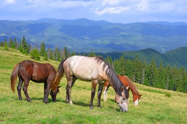 Yaz Dağı mera üzerinde atlar