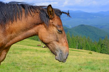 at üstünde bir yaz Dağı mera
