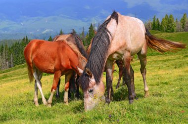 Yaz Dağı mera üzerinde atlar