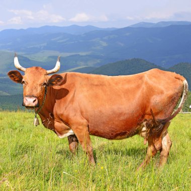 Yaz otlağındaki İnek