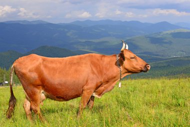 Yaz otlağındaki İnek