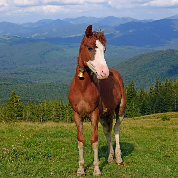 Koně Letní Horské Pastviny — Stock fotografie