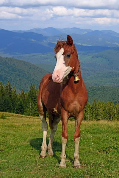 Horse Summer Mountain Pasture — Stock Photo, Image