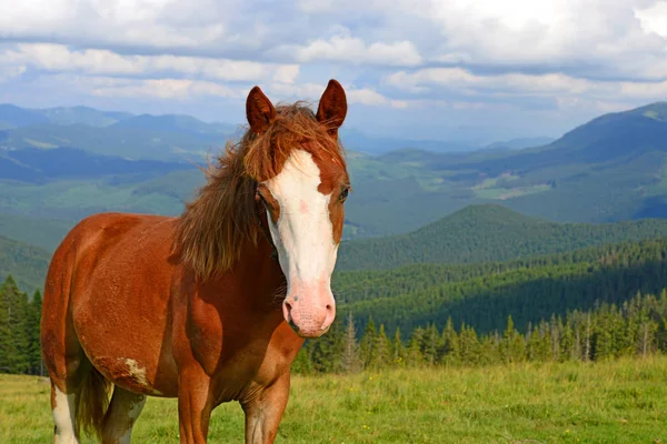 Cavalo Pasto Montanha Verão — Fotografia de Stock