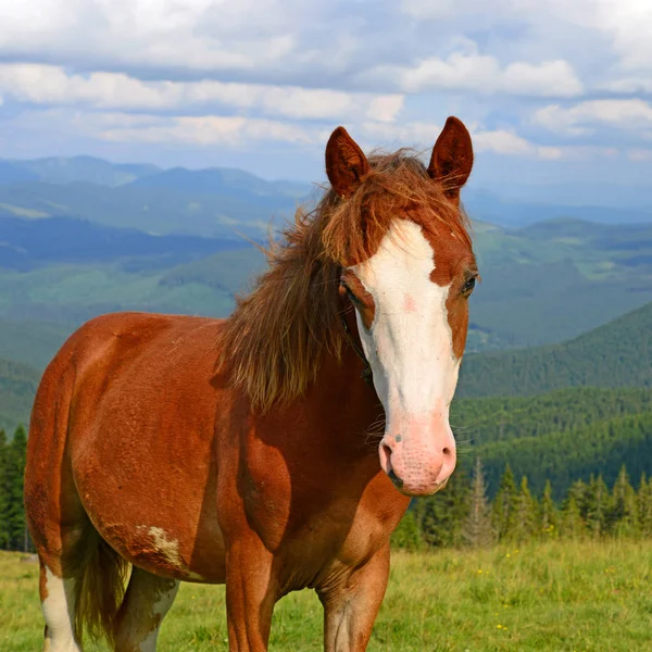 Кінь Літньому Гірському Пасовищі — стокове фото