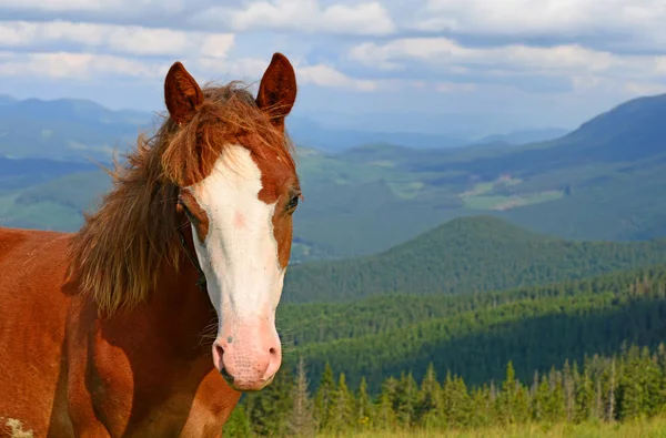 Caballo Pasto Montaña Verano —  Fotos de Stock