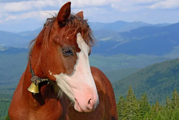 Horse Summer Mountain Pasture — Stock Photo, Image