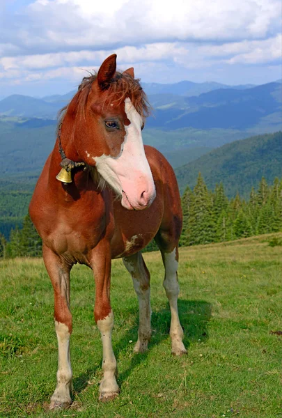 Caballo Pasto Montaña Verano — Foto de Stock