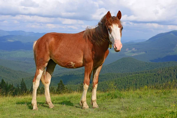 Koně Letní Horské Pastviny — Stock fotografie