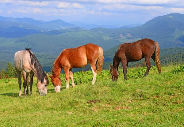 Paarden Een Zomer Berg Grasland — Stockfoto