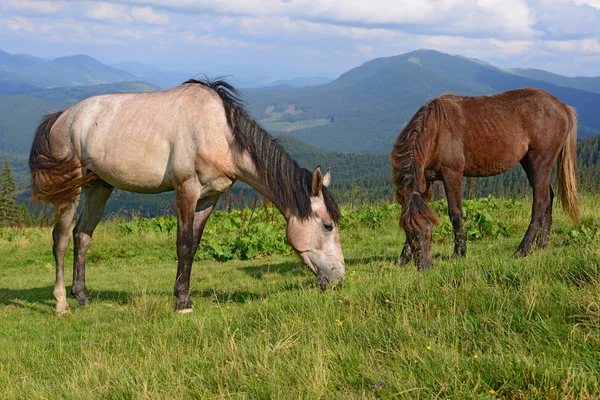 Hästar Sommarbete Sommar — Stockfoto