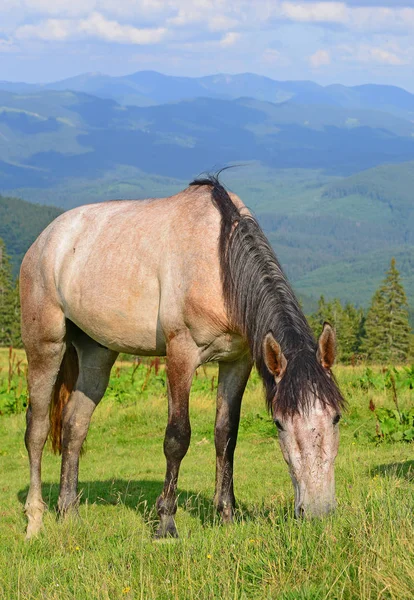 Caballo Pasto Montaña Verano — Foto de Stock