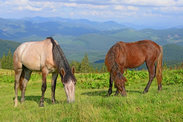 Pferde Auf Einer Sommer Alm — Stockfoto