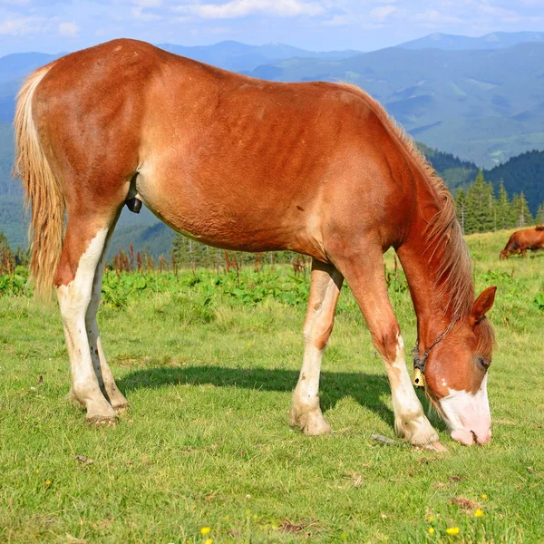 Cavallo Pascolo Estivo Montagna — Foto Stock