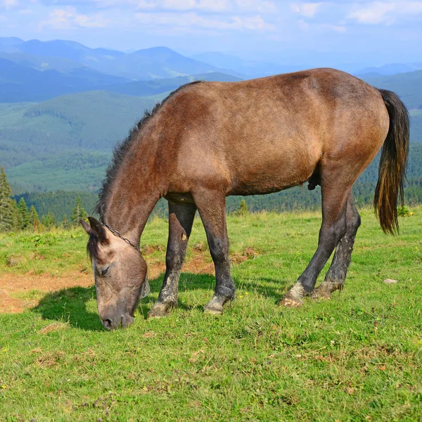 Cavalo Pasto Montanha Verão — Fotografia de Stock
