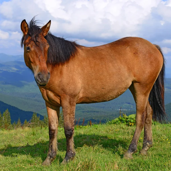 Koni Pastwiskach Górskich Lato — Zdjęcie stockowe