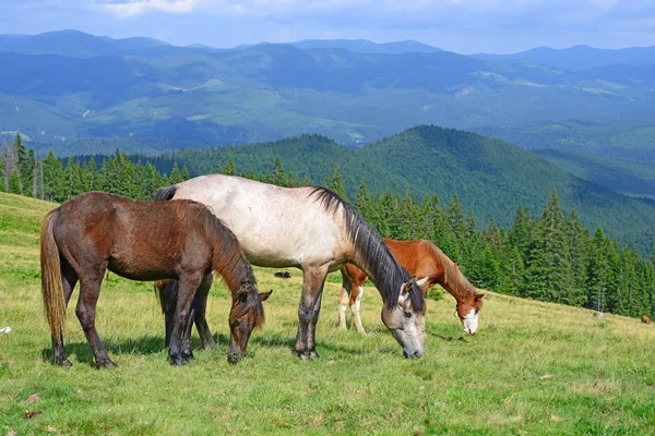 Paarden Een Zomer Berg Grasland — Stockfoto