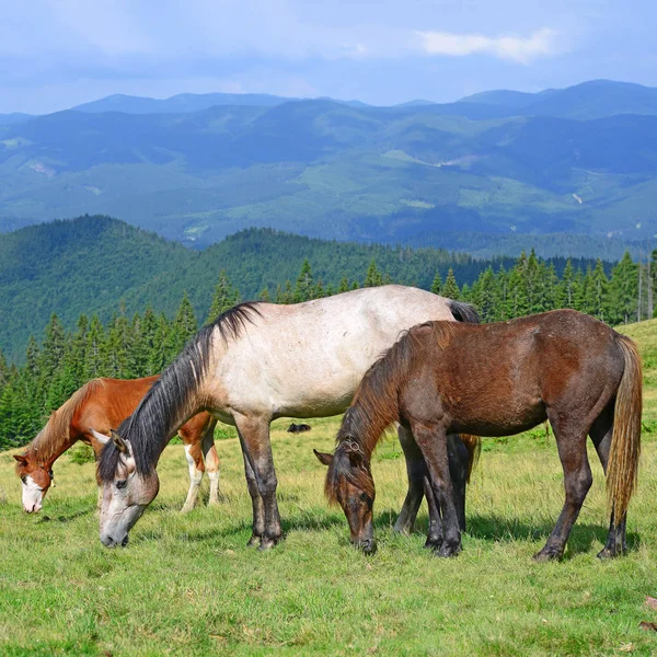 Cavalos Pasto Montanha Verão — Fotografia de Stock
