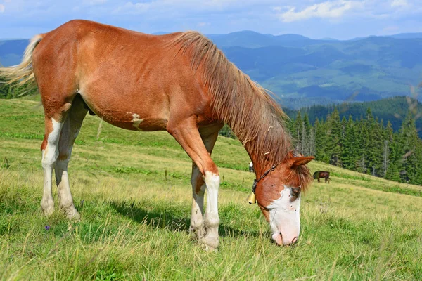 Koně Letní Horské Pastviny — Stock fotografie