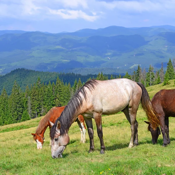 Horses Summer Mountain Pasture — Stock Photo, Image